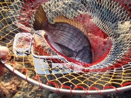 大社湾のチヌ釣り