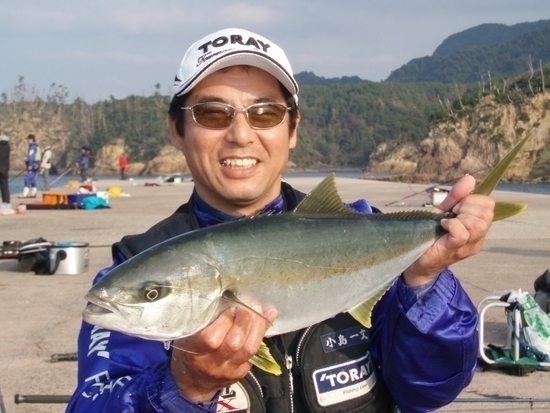 良型ヒラマサ好調