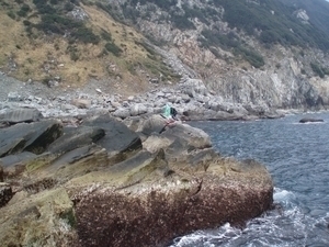 *最近脚光を浴びているノコバエ３番・・・この日はどうだったのかなー