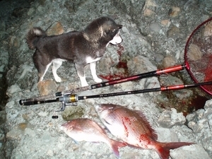 今年初の本命獲物はマダイ