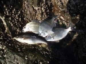 *日振での釣果