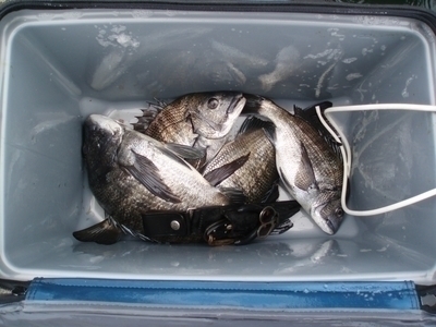 *規定の５尾に１尾足りず・・・私の全釣果