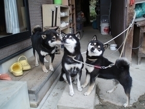 *左からリン、ケンタ、ルド